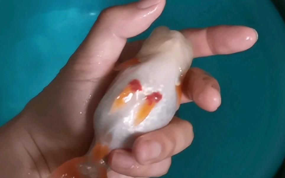 魚充血不治療會自愈嗎，養魚筆記第3季83集養魚志,魚充血能自愈嗎