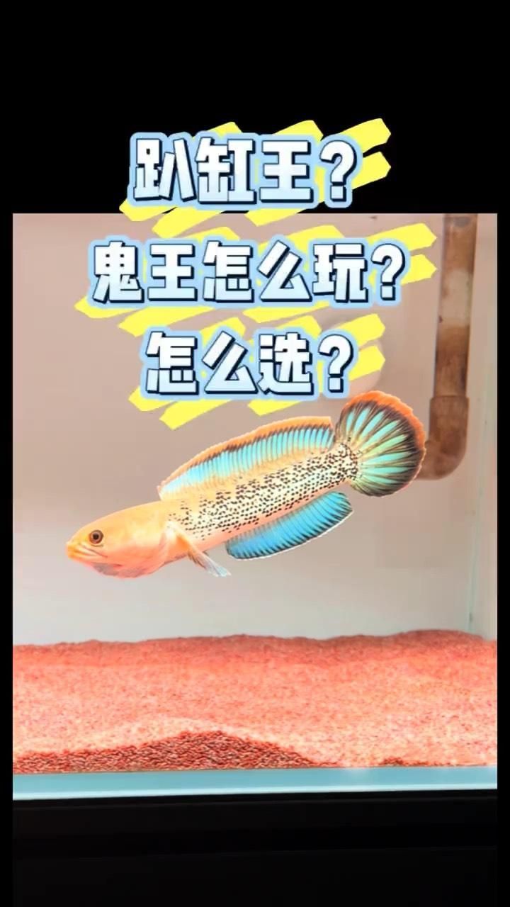 給我一些鬼王雷龍的養護技巧，鬼王雷龍養護技巧