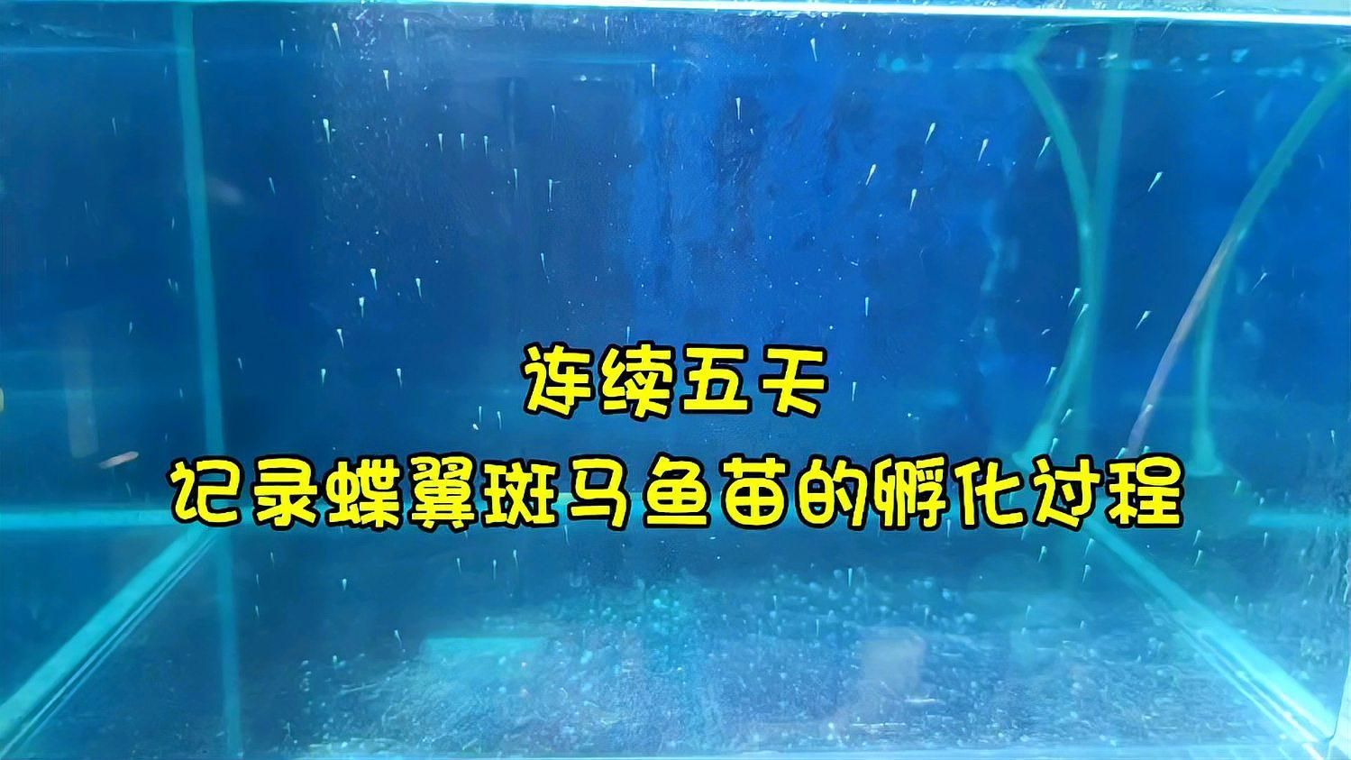 斑馬魚繁殖后如何護(hù)理，斑馬魚繁殖后如何護(hù)理，斑馬魚繁殖后的護(hù)理要點(diǎn)