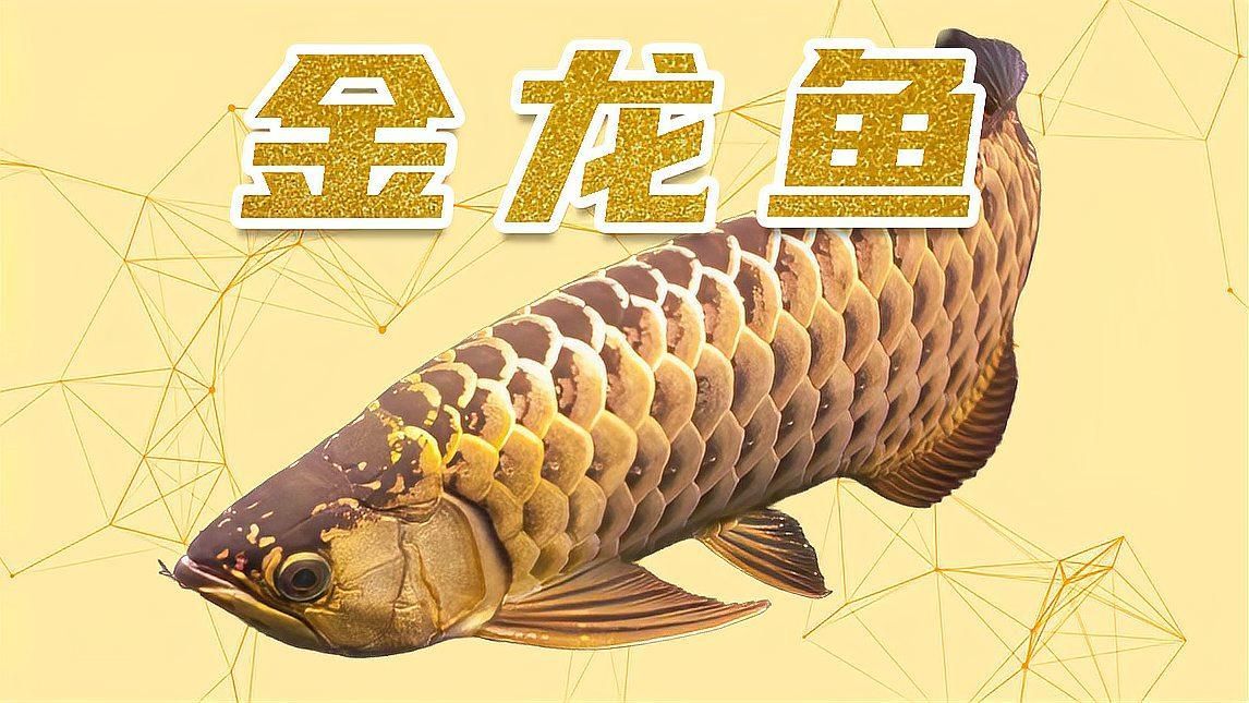 給我推薦一些常見的龍魚品種
