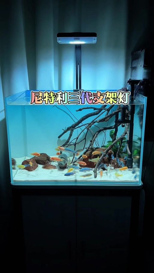 有哪些品牌的魚缸燈光推薦，魚缸燈光的選擇對于提升觀賞效果和生態環境至關重要