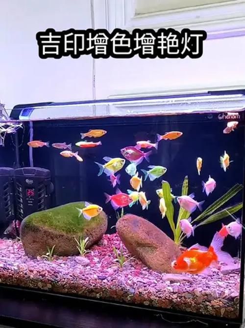 有哪些品牌的魚缸燈光推薦，魚缸燈光的選擇對于提升觀賞效果和生態環境至關重要