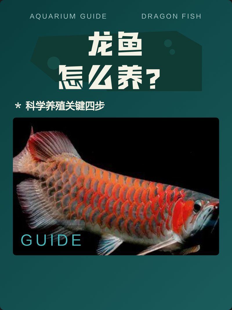 如何預防龍魚嘴邊起疙瘩？，如何預防全龍魚嘴邊起疙瘩?