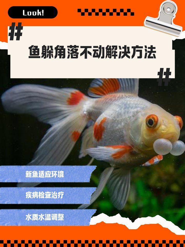 魚突然不活躍,躲在角落，魚突然不活躍、躲在角落，魚突然不活躍、躲在角落、躲在角落