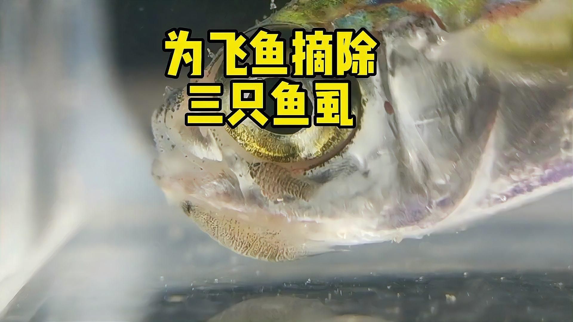 如何預(yù)防魚虱感染，如何預(yù)防魚虱感染完成調(diào)用工具arxiv論文助手