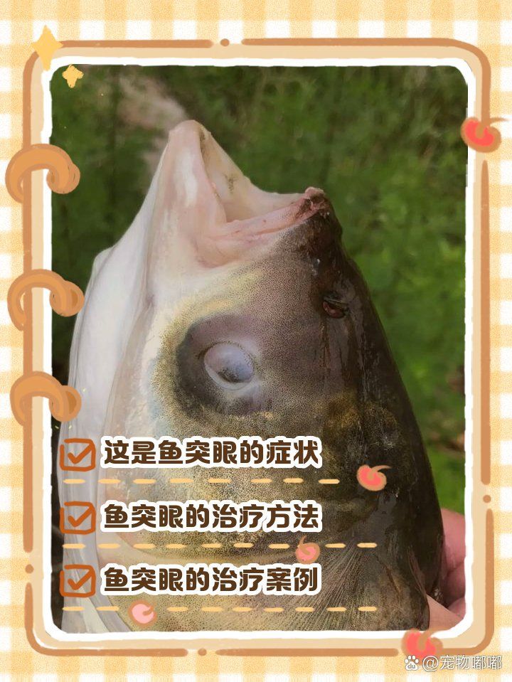 如何判斷魚突眼的病因，如何判斷魚突眼病因