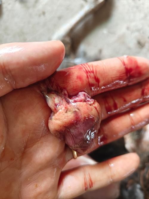 如何預防魚鰓蓋爛掉，arxiv論文助手（arxiv論文助手）魚鰓蓋爛掉的預防指南