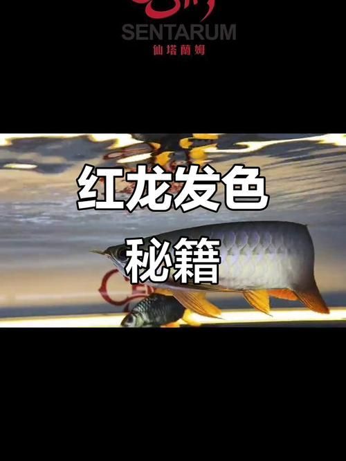 紅龍發(fā)色基礎(chǔ)教程，紅龍發(fā)色基礎(chǔ)教程,紅龍魚與高端觀賞魚的代表