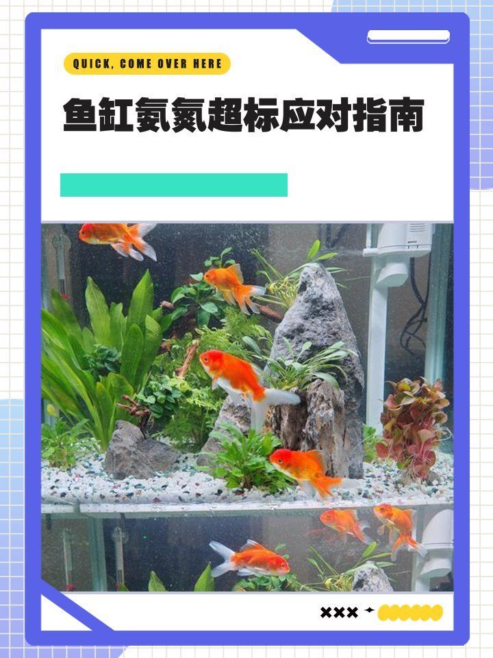 如何改善豐寧龍魚的水質環境，如何改善豐寧龍魚水質環境