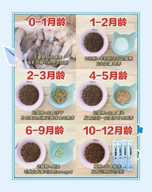 如何科學(xué)喂養(yǎng)多只貓，多貓家庭如何喂養(yǎng)