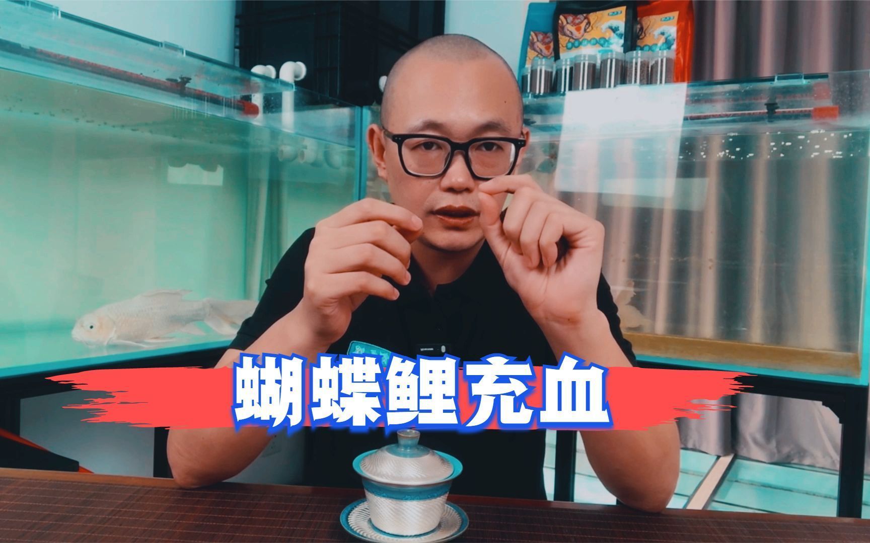 鯉魚尾鰭有血絲