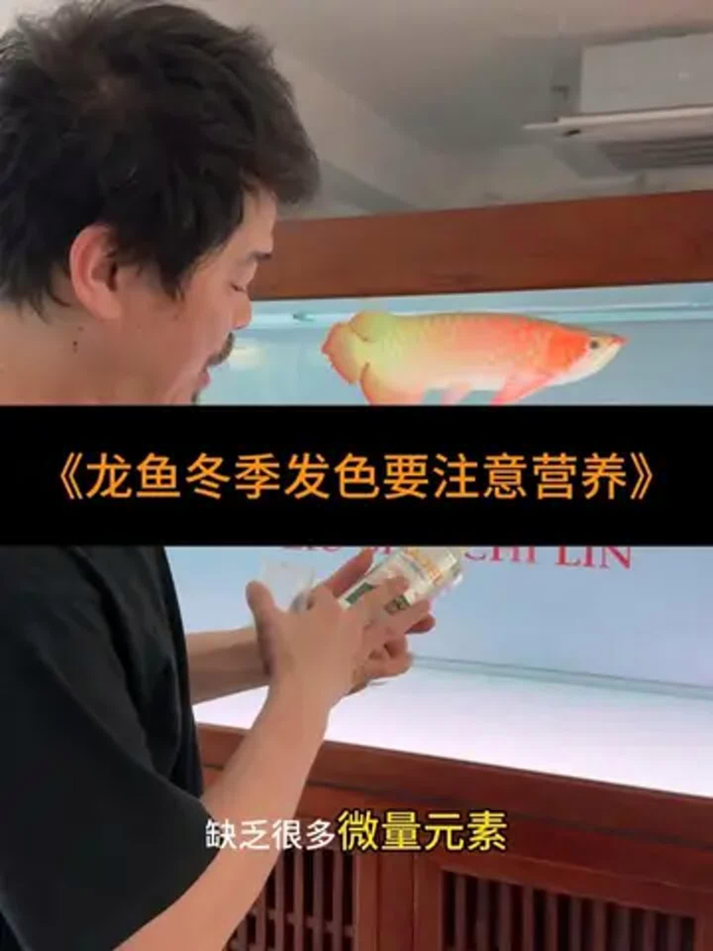 龍魚發色期間需要補充哪些維生素？，龍魚發色期間補充多種維生素來確保其健康和色彩的鮮艷