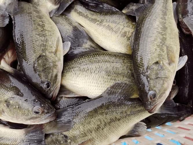 郁南縣龍魚有哪些特色品種？，關于郁南縣龍魚的認定