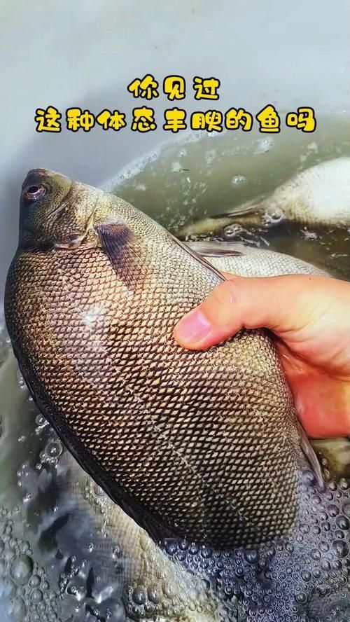 郁南縣龍魚有哪些特色品種？，關于郁南縣龍魚的認定