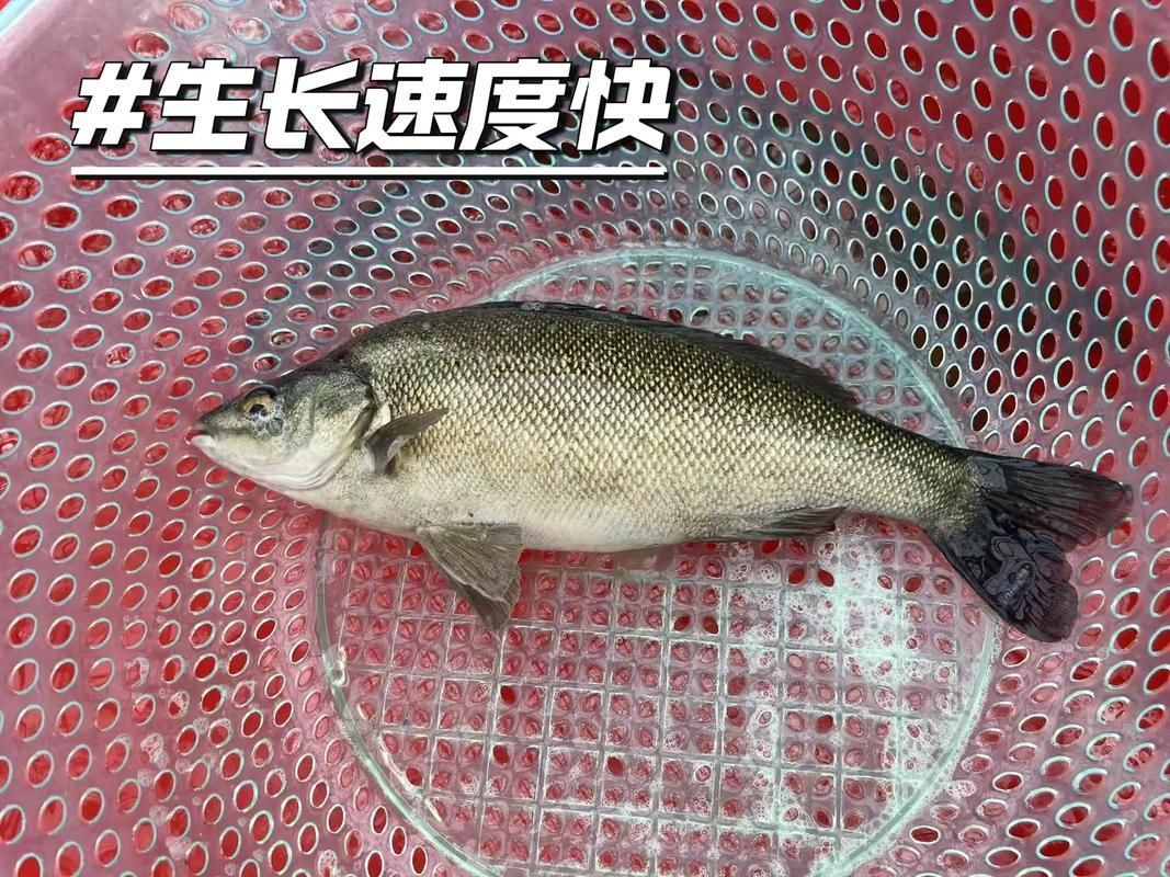 郁南縣龍魚有哪些特色品種？，關于郁南縣龍魚的認定