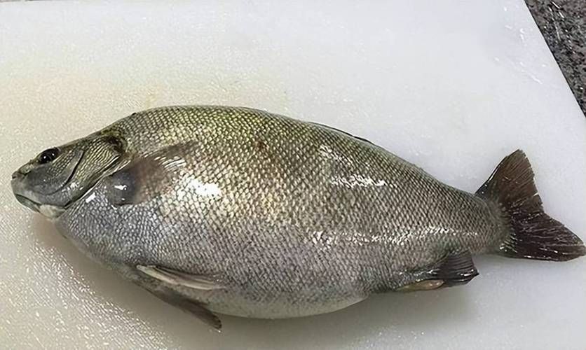 郁南縣龍魚有哪些特色品種？，關于郁南縣龍魚的認定