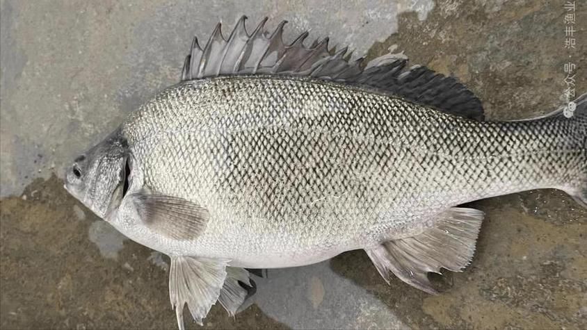郁南縣龍魚有哪些特色品種？，關于郁南縣龍魚的認定