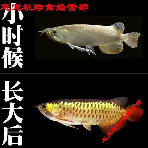有哪些金龍魚品種等級，觀賞魚中的“貴族”金龍魚品種等級有哪些品種等級