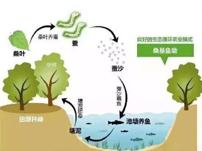 如何逐步過渡到活魚投喂，養魚老道，金魚科學投喂指南，需要注意哪些事項