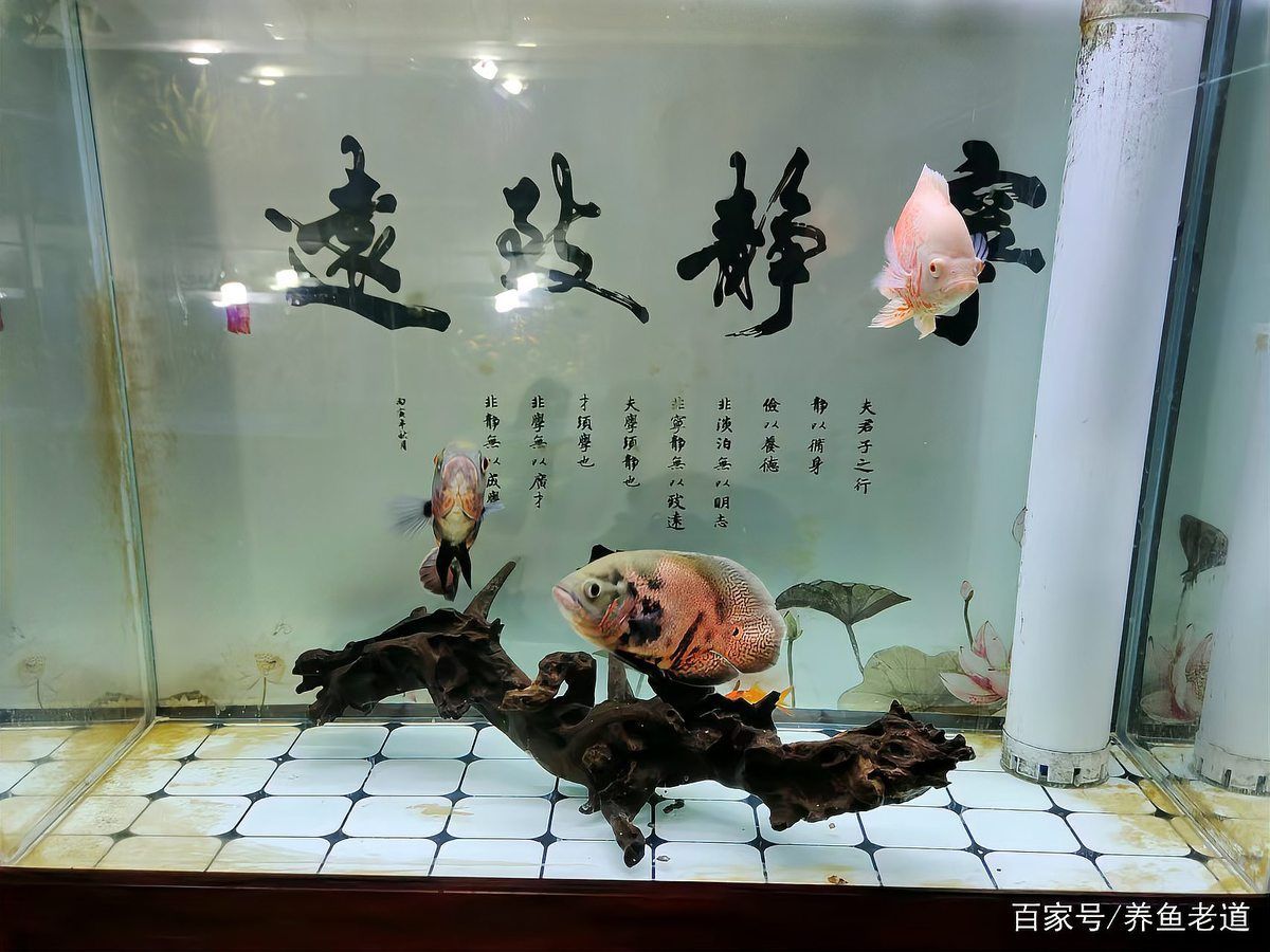 如何逐步過渡到活魚投喂，養(yǎng)魚老道，金魚科學(xué)投喂指南，需要注意哪些事項
