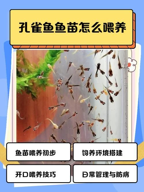 如何逐步過渡到活魚投喂，養(yǎng)魚老道，金魚科學(xué)投喂指南，需要注意哪些事項