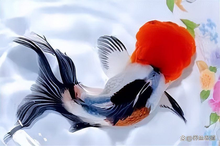 如何逐步過渡到活魚投喂，養(yǎng)魚老道，金魚科學(xué)投喂指南，需要注意哪些事項
