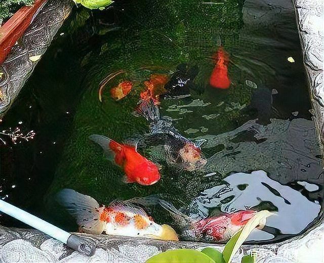 如何逐步過渡到活魚投喂，養(yǎng)魚老道，金魚科學(xué)投喂指南，需要注意哪些事項