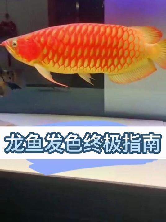 有哪些食物可以幫助龍魚發色？，分階段的龍魚發色食譜，如何搭配龍魚發色最有效