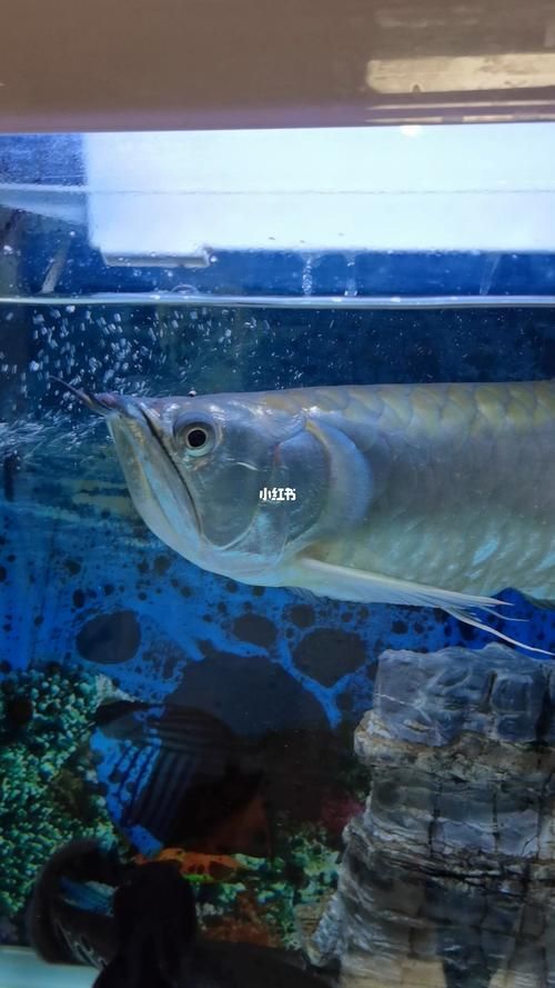 給我更多大龍魚的圖片資源，大龍魚的價格是多少？