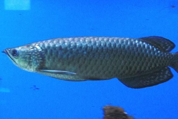 給我更多大龍魚的圖片資源，大龍魚的價格是多少？