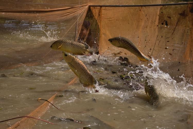 哪里可以買到正宗的大港龍魚？，哪里能買到正宗的大港龍魚？