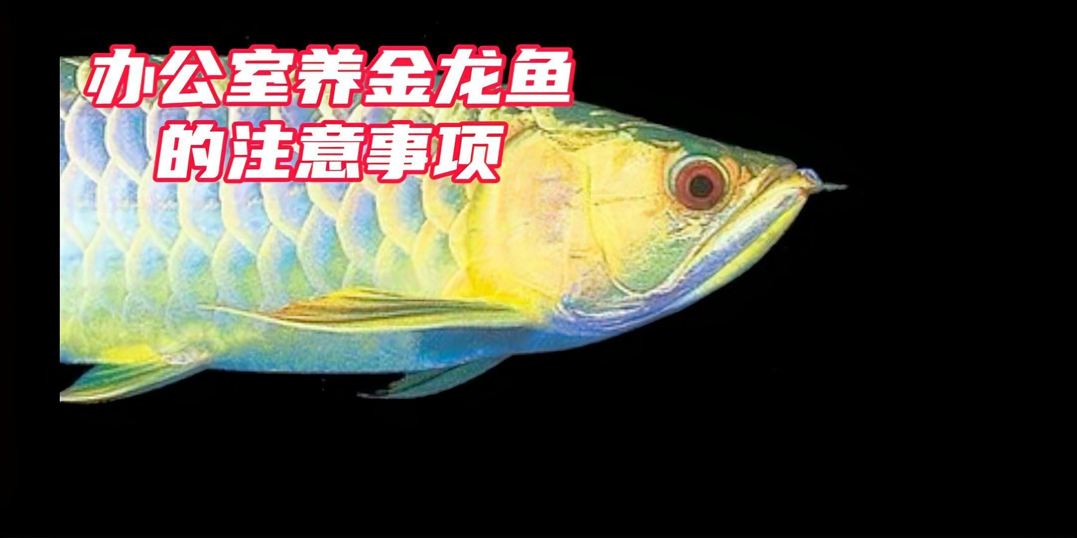 金龍魚需要多大的飼養(yǎng)空間，養(yǎng)金龍魚的注意事項(xiàng)