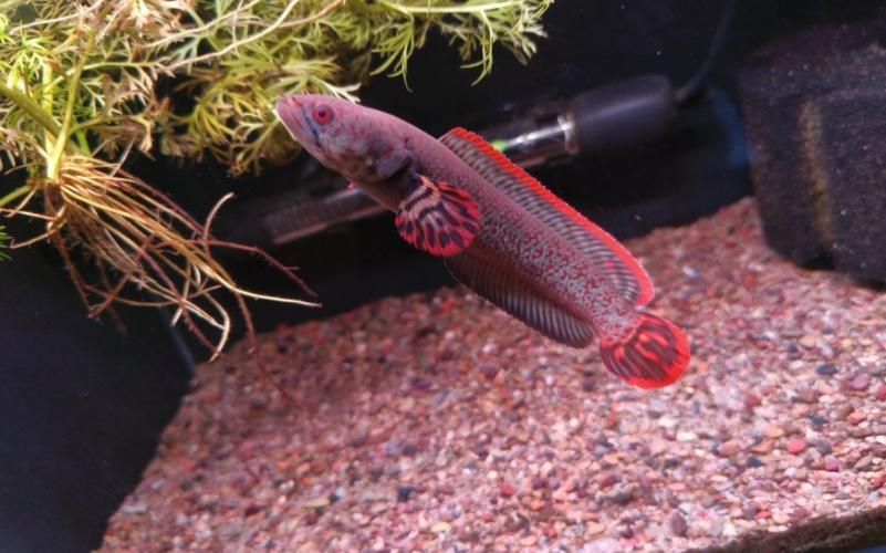 有哪些雷龍魚品種發色效果最佳，發色效果最佳的雷龍魚品種