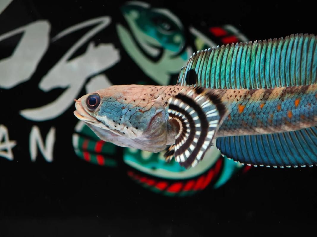 有哪些雷龍魚品種發色效果最佳，發色效果最佳的雷龍魚品種