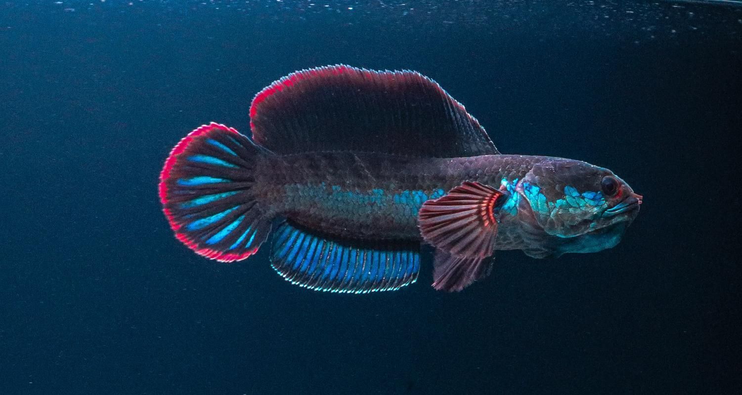 有哪些雷龍魚品種發色效果最佳，發色效果最佳的雷龍魚品種