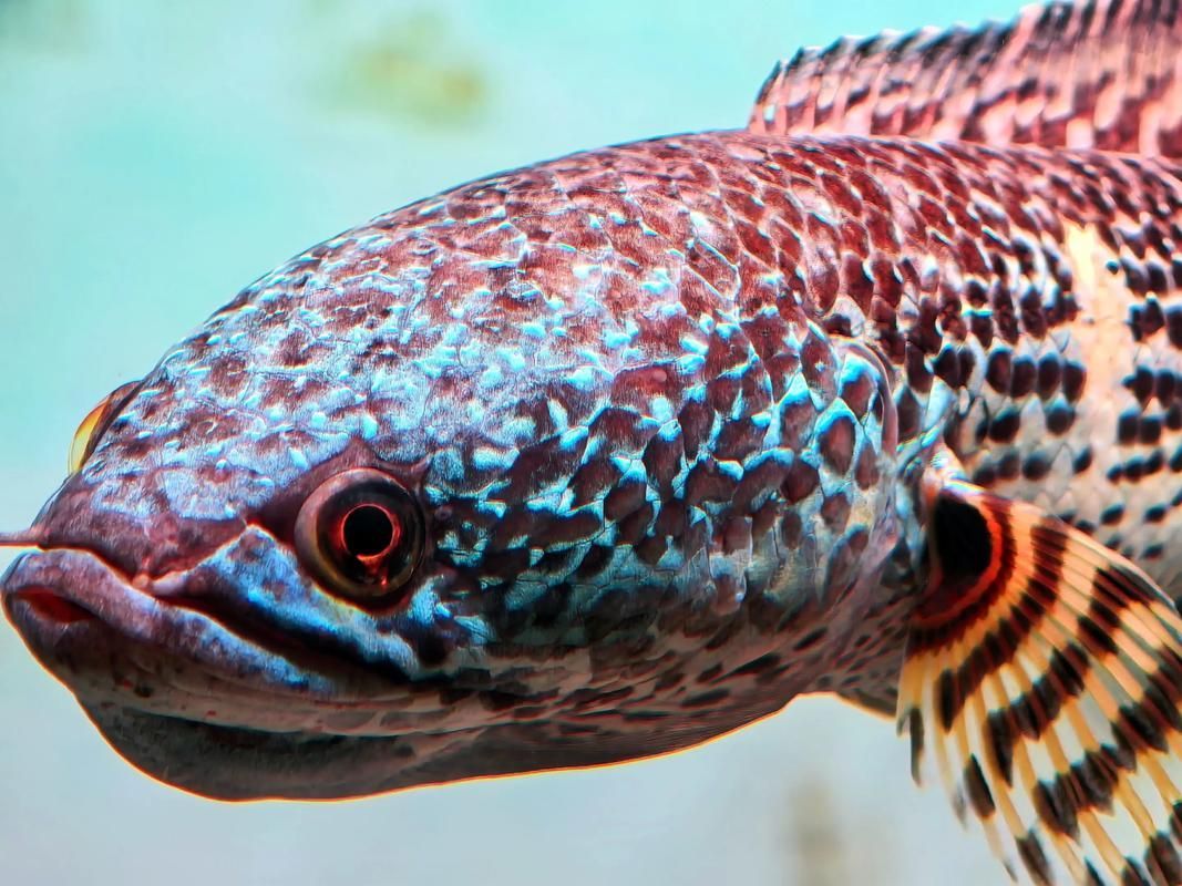 有哪些雷龍魚品種發色效果最佳，發色效果最佳的雷龍魚品種