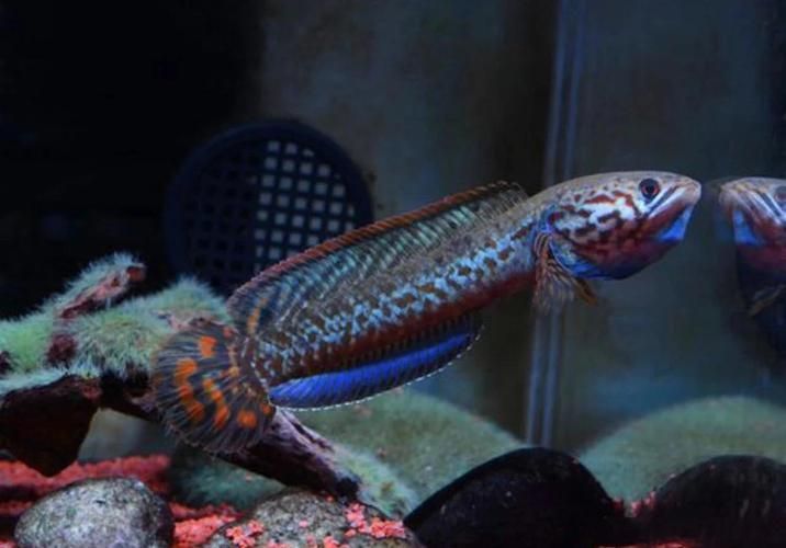 有哪些雷龍魚品種發色效果最佳，發色效果最佳的雷龍魚品種