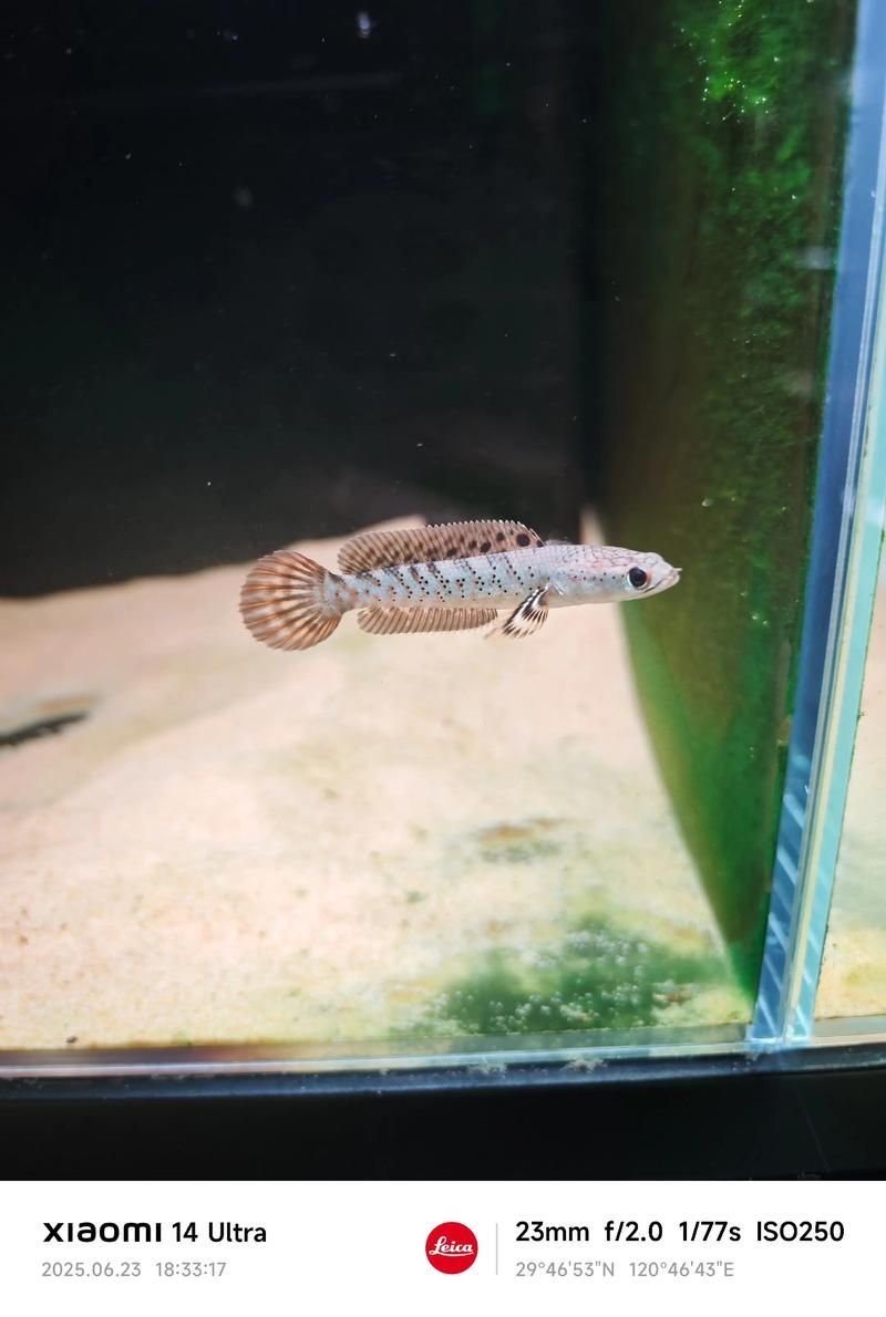 有哪些雷龍魚品種發色效果最佳，發色效果最佳的雷龍魚品種