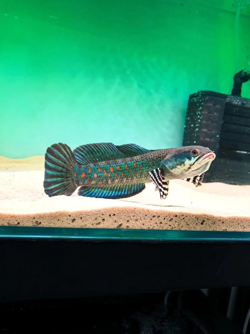 有哪些雷龍魚品種發色效果最佳，發色效果最佳的雷龍魚品種