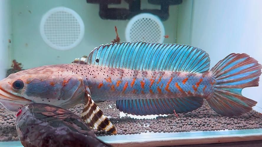 有哪些雷龍魚品種發色效果最佳，發色效果最佳的雷龍魚品種