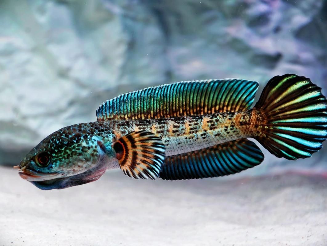 有哪些雷龍魚品種發色效果最佳，發色效果最佳的雷龍魚品種