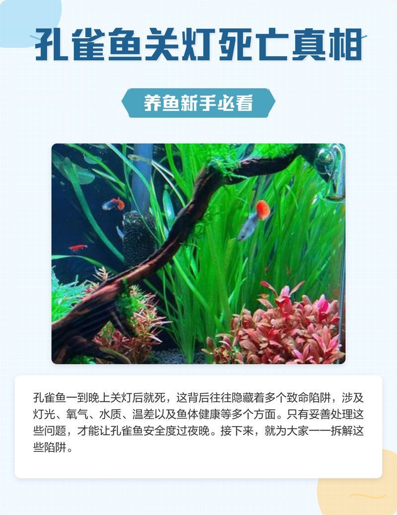 孔雀魚一到晚上關燈后就死，養魚新手必看孔雀魚關燈后死亡核心原因解析魚悅媽咪缸藝