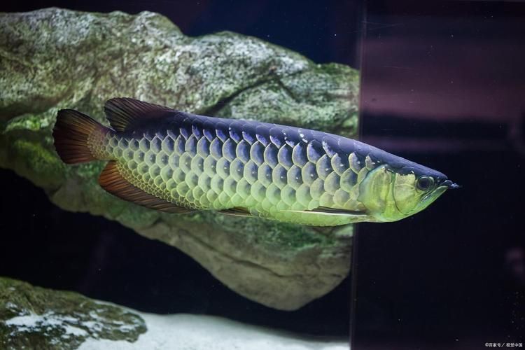 給我一些養(yǎng)銀龍魚(yú)的圖片示例，銀龍魚(yú)養(yǎng)殖銀龍魚(yú)的注意事項(xiàng)，養(yǎng)殖銀龍魚(yú)的注意事項(xiàng)