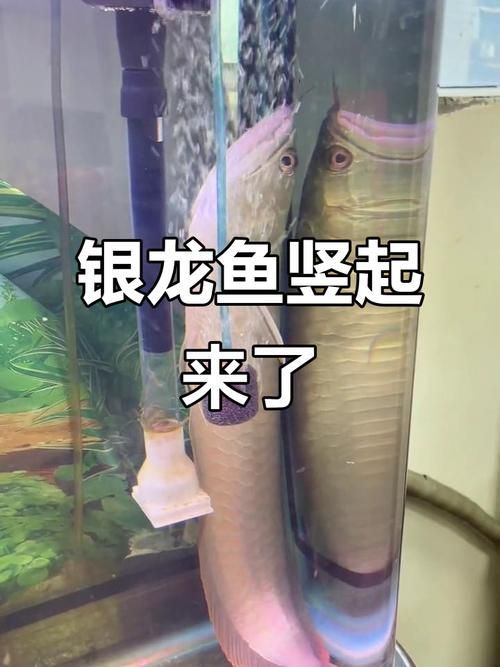 給我一些養(yǎng)銀龍魚(yú)的圖片示例，銀龍魚(yú)養(yǎng)殖銀龍魚(yú)的注意事項(xiàng)，養(yǎng)殖銀龍魚(yú)的注意事項(xiàng)
