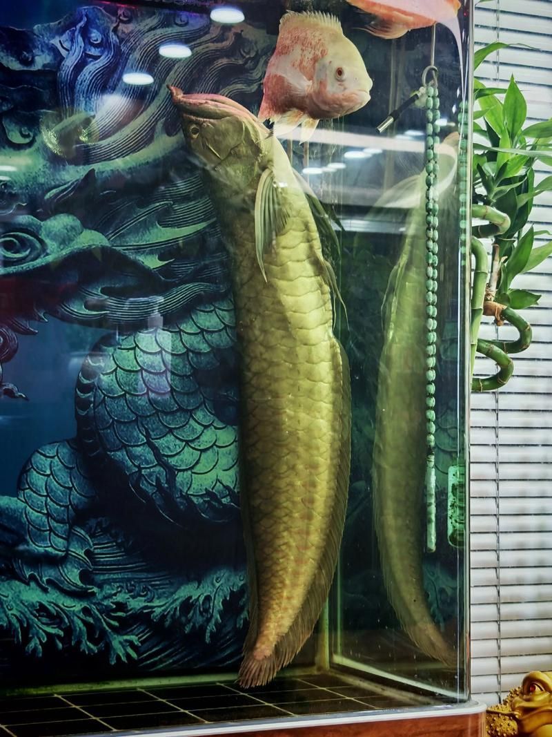 給我一些養(yǎng)銀龍魚(yú)的圖片示例，銀龍魚(yú)養(yǎng)殖銀龍魚(yú)的注意事項(xiàng)，養(yǎng)殖銀龍魚(yú)的注意事項(xiàng)