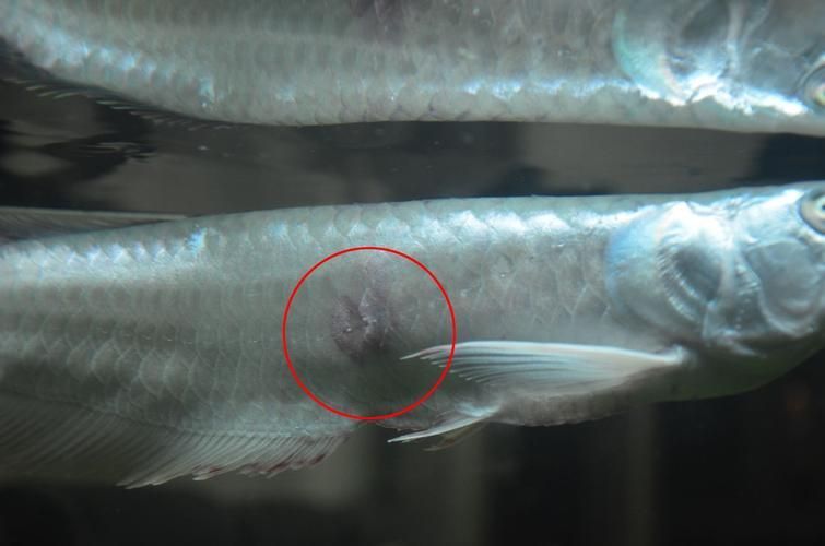 給我一些預防銀龍魚潰爛的照片或視頻，如何預防銀龍魚潰爛