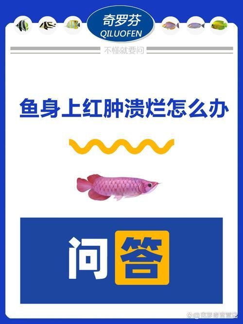 給我一些預防銀龍魚潰爛的照片或視頻，如何預防銀龍魚潰爛
