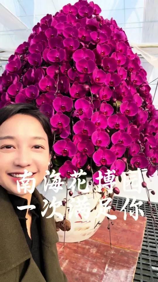 南海花卉博覽園龍魚購買指南，南海花卉博覽園龍魚購買指南南海花卉博覽園購買指南