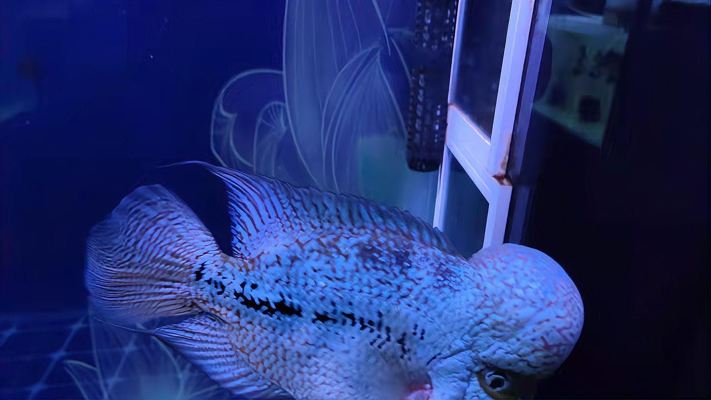 如何判斷魚是否恢復(fù)健康，如何判斷魚是否恢復(fù)健康需要多久才能完全恢復(fù)健康