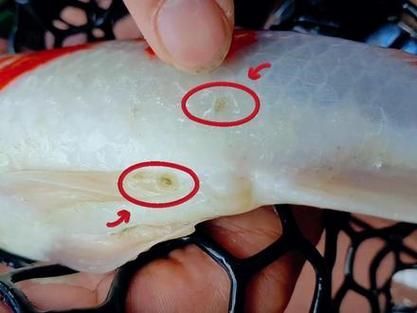 如何判斷魚虱感染程度，arxiv論文助手魚虱感染程度判斷魚虱感染程度